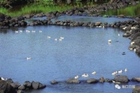 湖北发布《湿地保护修复制度实施方案》 损害湿地终身追责