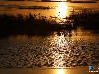 航拍“候鸟天堂”北大港湿地