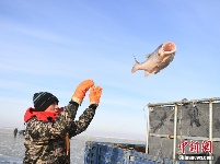 吉林查干湖上演冬日渔歌 