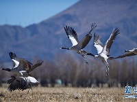 黑颈鹤高原越冬