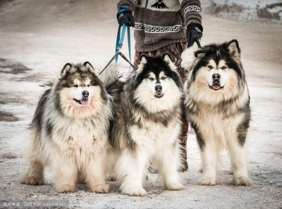 鄂州市民注意了，这九种大型犬禁养！