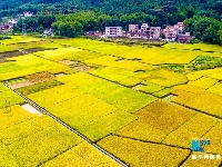 稻子熟了！鸟瞰夏日丰收美景图