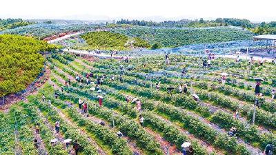 花开为何是蓝莓 ？它成为鄂州首个产业扶贫国家标准案例