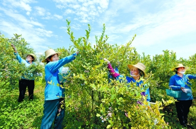 梁子湖白龙有机农业科技开发有限公司工人在采摘蓝莓