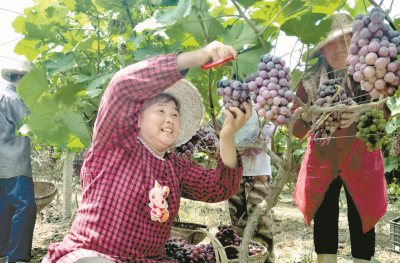 杜山镇路口村7组顺喜葡萄基地工人在采摘葡萄