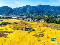 稻子熟了！鸟瞰夏日丰收美景图