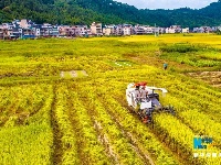 稻子熟了！鸟瞰夏日丰收美景图