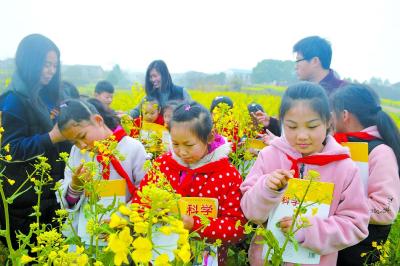 走近春天，油菜花地话百科 