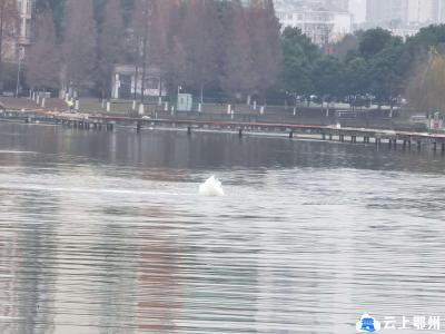 湖面有“泉眼”？原来是洋澜湖的生命通道
