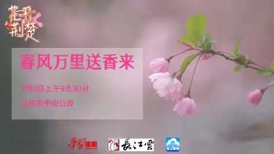 直播 |春风万里送香来 荆州沙市中山公园邀您“云”赏春光