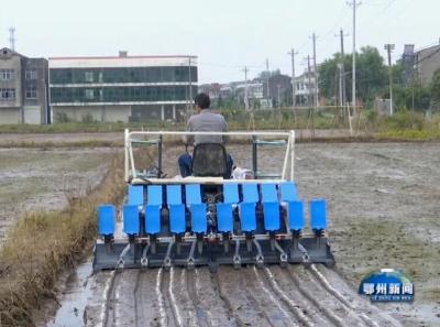 水稻种肥机械直播助力夏粮生产
