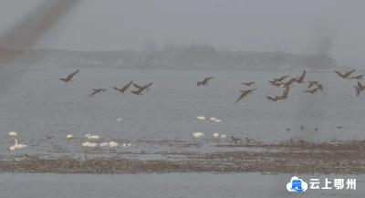 市自然资源和规划局全面开展2022年全省冬季水鸟同步调查工作