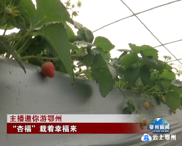 主播邀你游鄂州  “杏福”载着幸福来