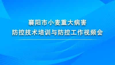 直播 | 襄阳市小麦重大病害防控技术培训与防控工作视频会