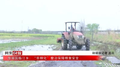 华容区临江乡：“非粮化”整治保障粮食安全