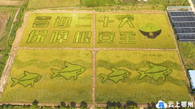 鄂州现代稻田产业示范园迎来丰收