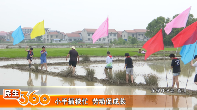 小手插秧忙  劳动促成长