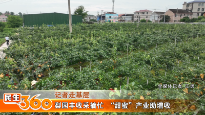 梨园丰收采摘忙  “甜蜜”产业助增收