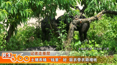 土猪养殖“钱景”好  联农带农助增收