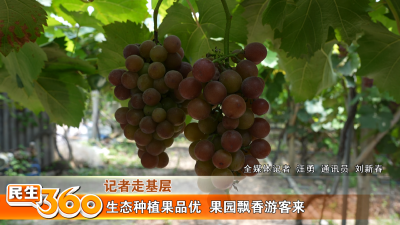 生态种植果品优  果园飘香游客来