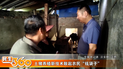 土猪养殖新技术鼓起农民“钱袋子”