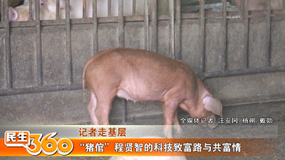 “猪倌”程贤智的科技致富路与共富情