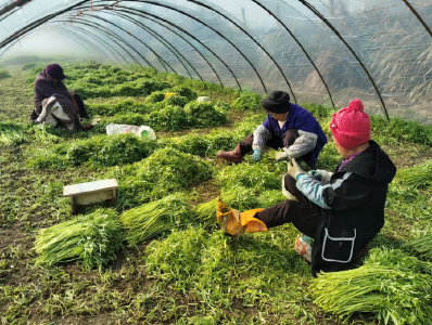 新春走基层｜一棵湖蒿的“春日快闪”：从田间到舌尖，绿色接力“抢鲜”全国