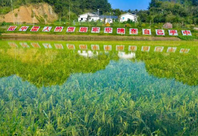 新春走基层 | 珞红优1564种子为何被抢购？——湖北自主水稻良种引爆春耕市场的深层观察
