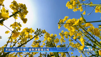 不出远门看花海！金色涂家垴上线