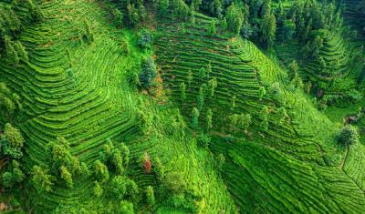 老茶农念上新茶经