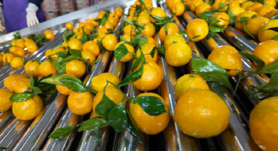 宜昌柑橘成富民强市“黄金名片”——品牌价值370亿元，综合产值500亿元