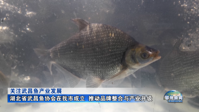 湖北省武昌鱼协会在我市成立  推动品牌整合与产业升级