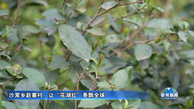 沙窝乡赵寨村：让“花湖红”香飘全球