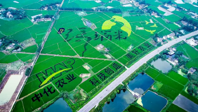 “物语”三重问春安——枝江问安镇一粒米、一滴水、一朵花的振兴启示录