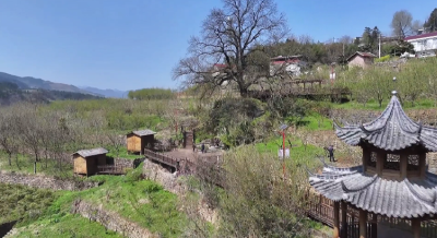 老树不语，茶园作答——一棵老树，何以“红”了一座山村？