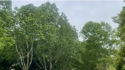 9℃！薄袄请备好！中雨大雨马上到湖北