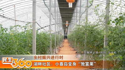 湖畔社区：小番茄变身“致富果”