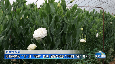 让鄂州鲜花“飞”进“花都”昆明  金恢华返乡13年的“花”样年华