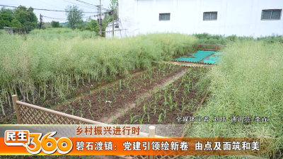 碧石渡镇：党建引领绘新卷  由点及面筑和美