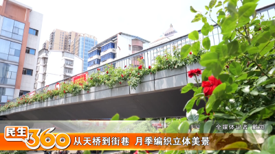 从天桥到街巷  月季编织立体美景