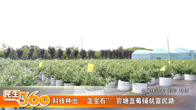 科技种出 “蓝宝石”  官塘蓝莓铺就富民路