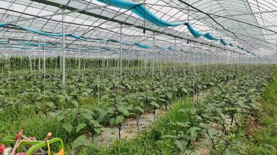 月河村：盘活撂荒闲地 衔接资金铺就共富路