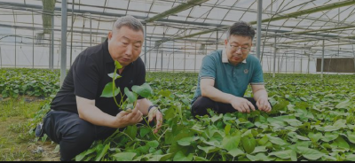 红薯“几毛一斤”到产值48亿，这位红安老兵做对了什么？