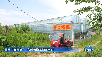 果园“红配绿”  东魁杨梅采摘正当时