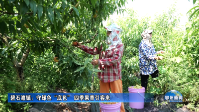 碧石渡镇：守绿色“底色” 四季果香引客来
