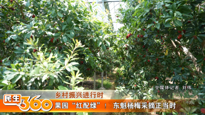 果园“红配绿”！ 东魁杨梅采摘正当时