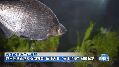 鄂州武昌鱼跻身全国百强  地标农业“金字招牌”越擦越亮