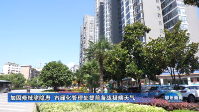 加固修枝除隐患  市绿化管理处提前备战极端天气