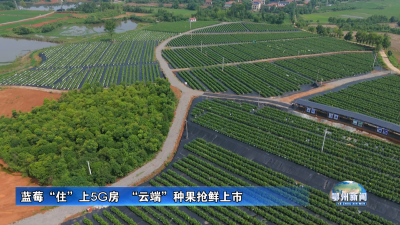 蓝莓“住”上5G房  “云端”种果抢鲜上市