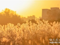 
汉口江滩十里芦苇夕阳中美如画